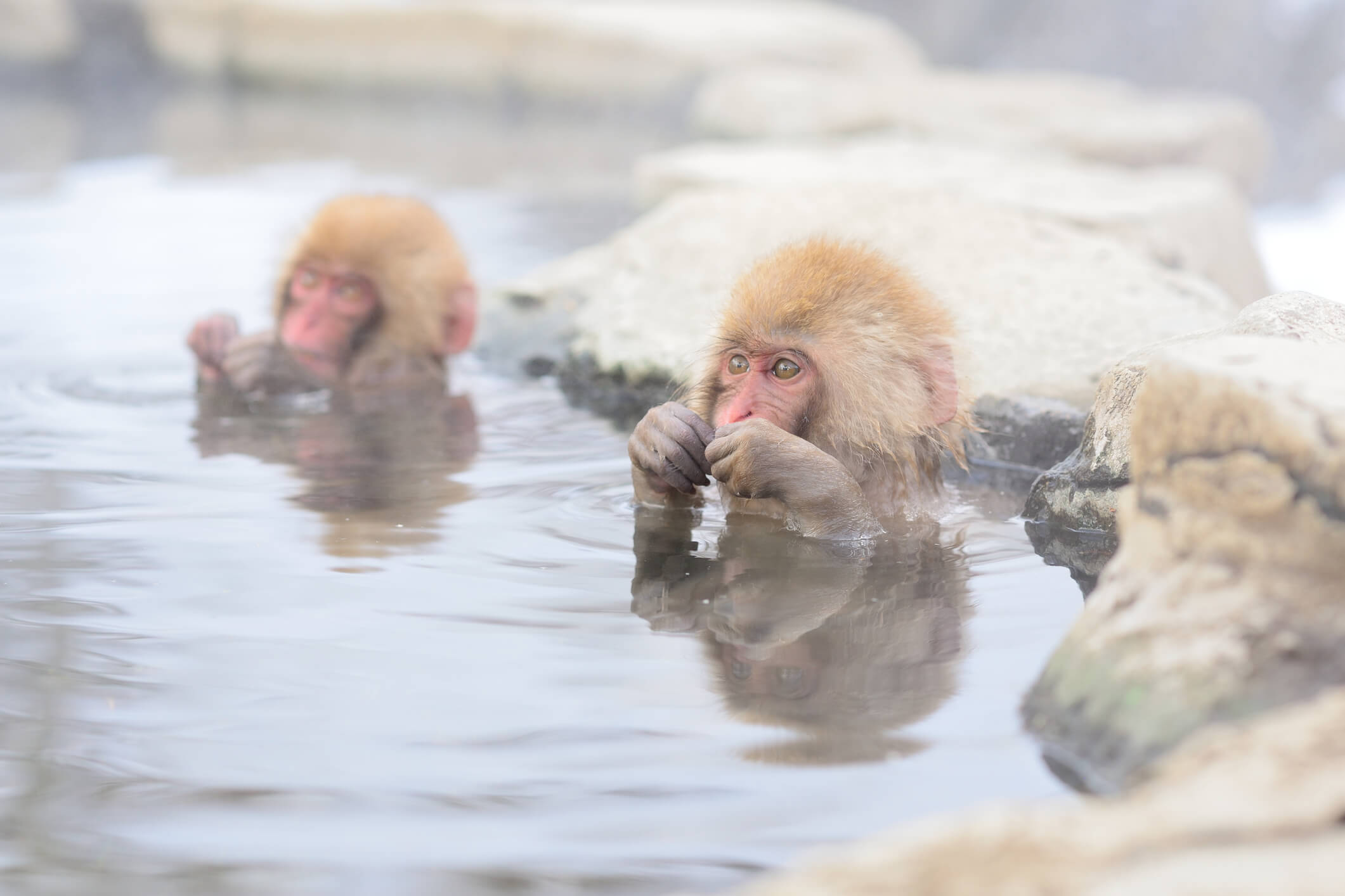 Year of the Monkey in Japan