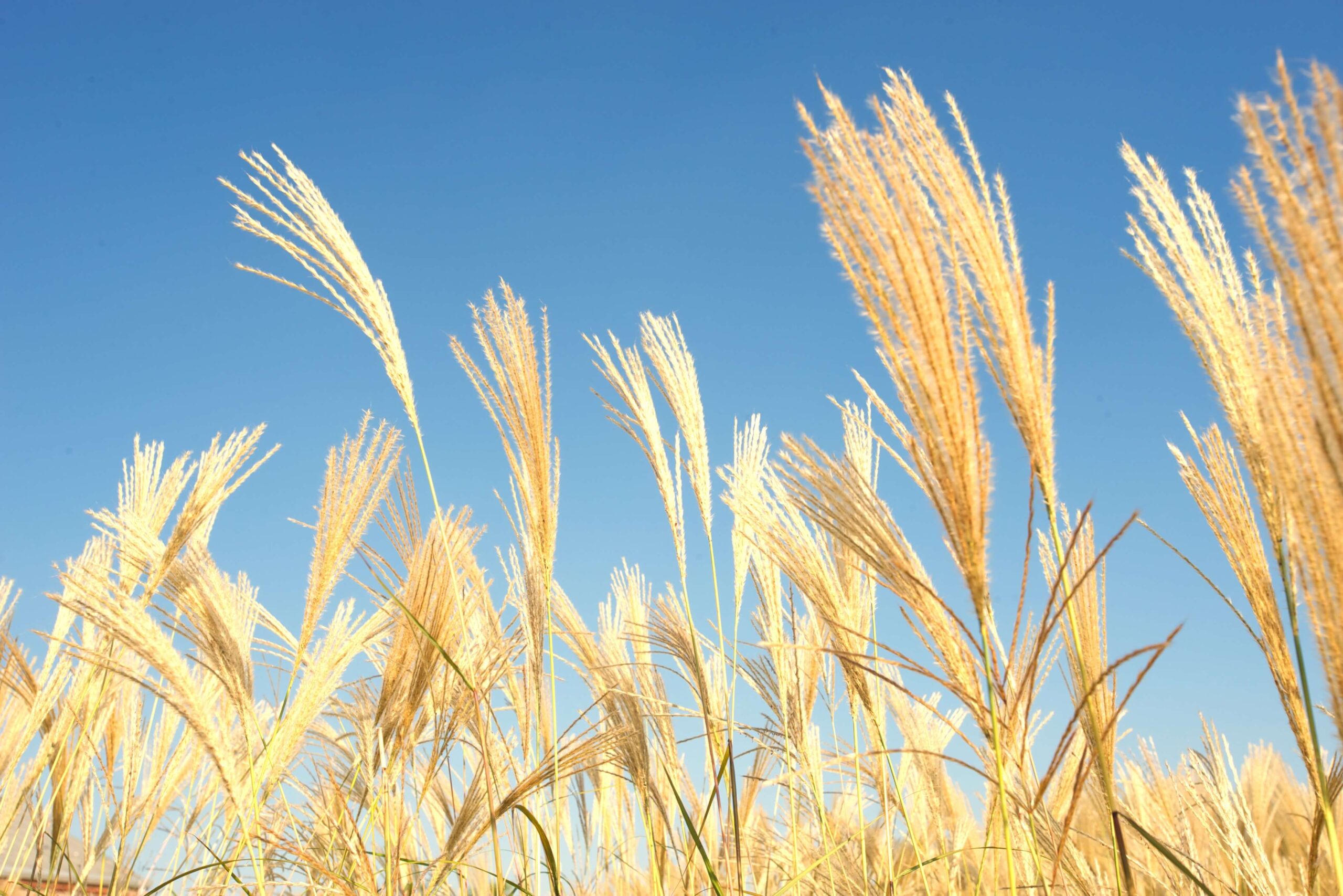 wheat field