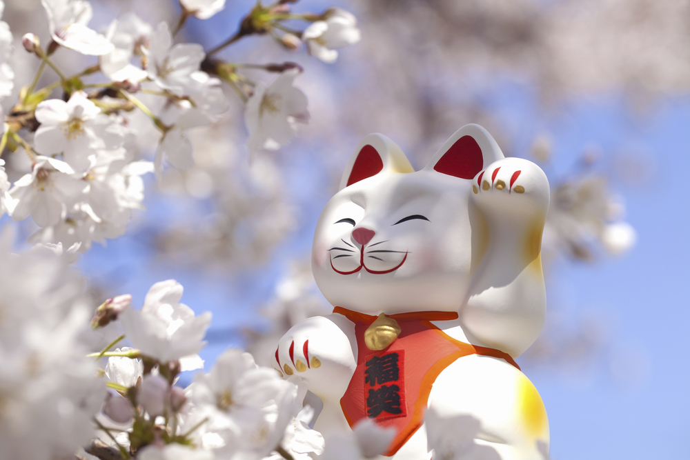 Maneki neko cat and cherry blossoms